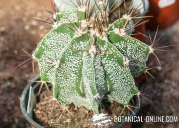 cactus with thorns