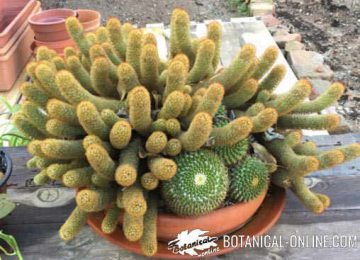 succulents in a pot