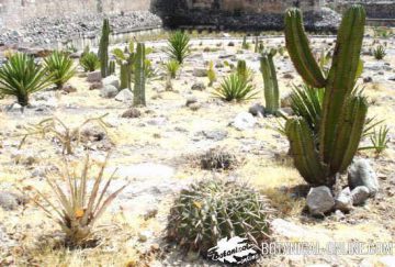 cacti in a dry place in Oaxaca