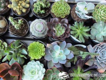 types of succulents