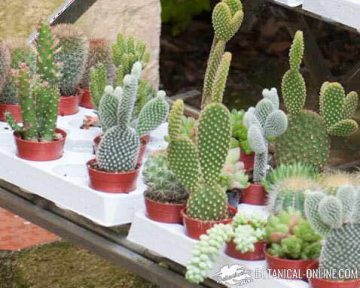 suculent plants in a garden store