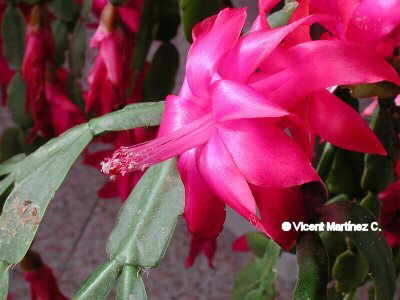 EASTER CACTUS