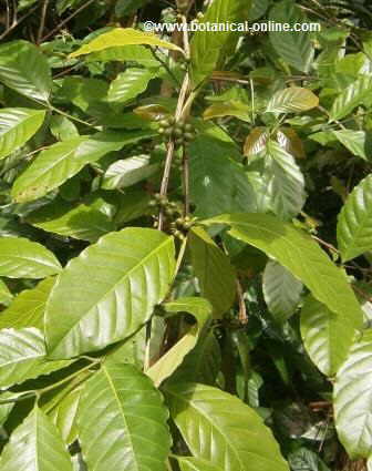 A detail of Arabic coffee fruits and leaves