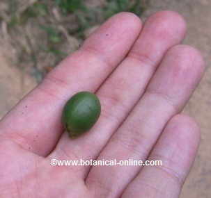 Photo of green coffee bean