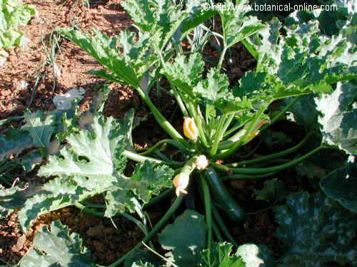 Summer squash plant 