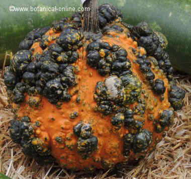 Warty pumpkin