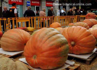 Giant contest pumpkins