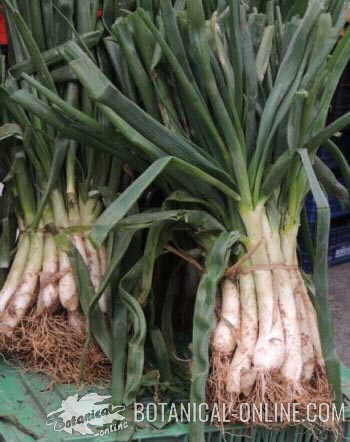 calçots in a market