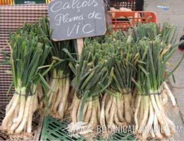 calçots in a market in Vic