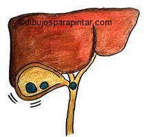 liver drawing
