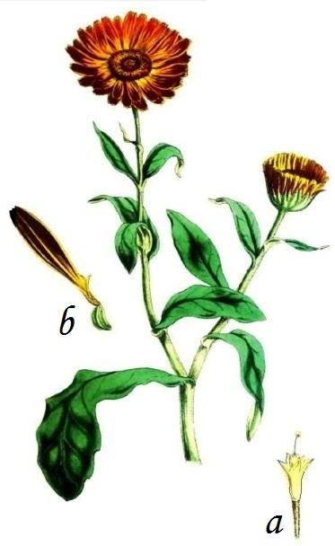 Calendula officinalis, Flora Verdura