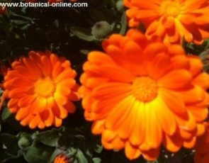 Calendula flowers 