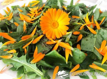 calendula salad