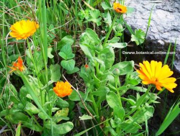 Calendula