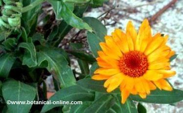 calendula officinalis or pot marigold