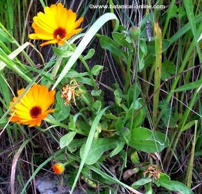 pot marigold