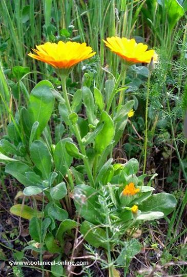 planta de calendula o maravilla