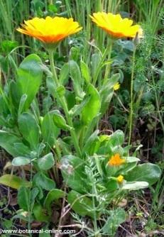 pot marigold medicinal properties