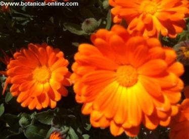 Pot marigold