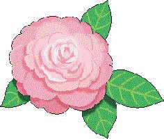 camellia