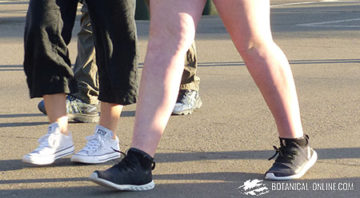 legs
