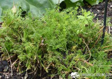 Roman chamomile or chamomile