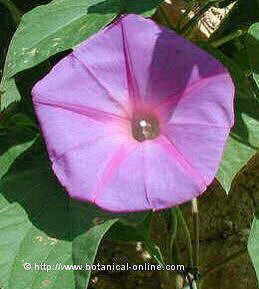 Blue morning glory ( Ipomoea acuminata)