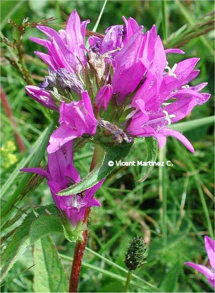 CLUSTERED BELLFLOWER