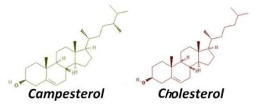 chemical formula phytosterol campesterol and cholestero