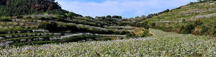 campo de cerezos