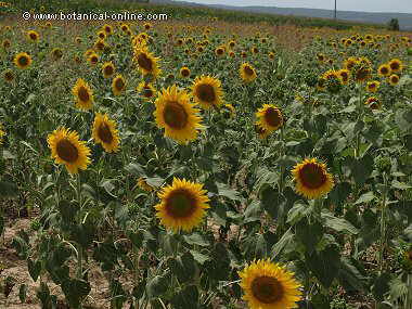 campo de girasoles