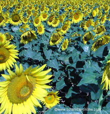 Sunflowers field