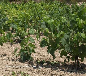 Vineyard in summer