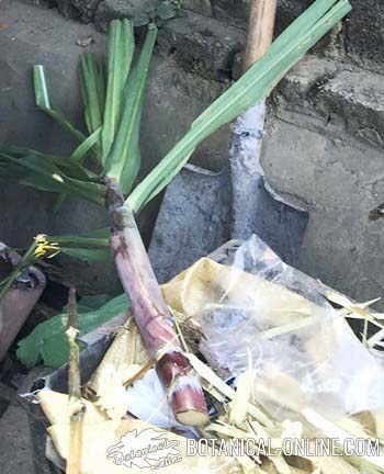 sugar cane