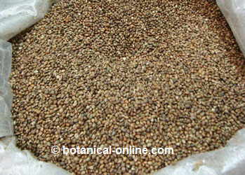Photo of whole and unpeeled hemp seeds for birds
