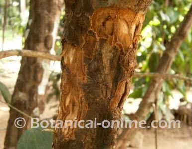 cinnnamon tree trunk