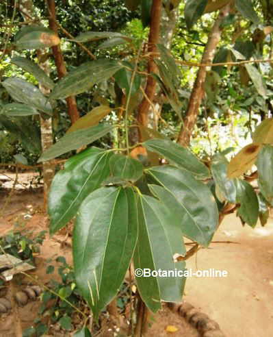 Cinnamon leaves