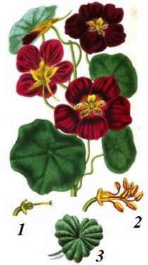plant illustration 