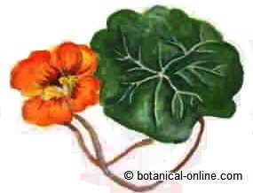 nasturtium