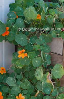 Nasturtium