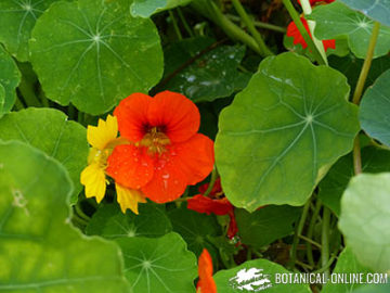 nasturtium