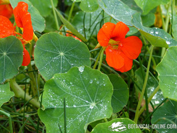 Nasturtium