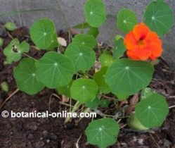 nasturtium