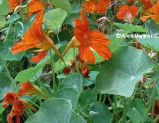 garden nasturtium