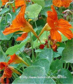 nasturtium