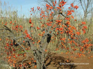 persimmon