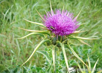 milk thistle