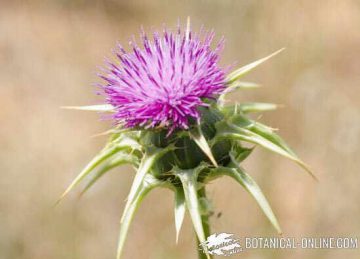 milk thistle