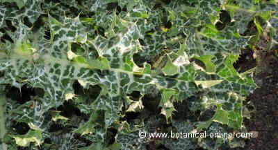 Detail of a leaf of Silybum marianum