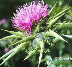 Milk thistle